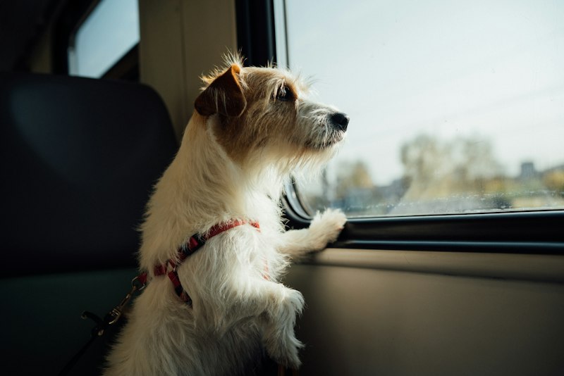 Pet-friendly private travel arrangements