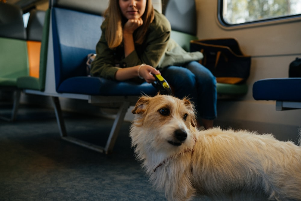 man in green jacket sitting on blue chair with white and brown dog