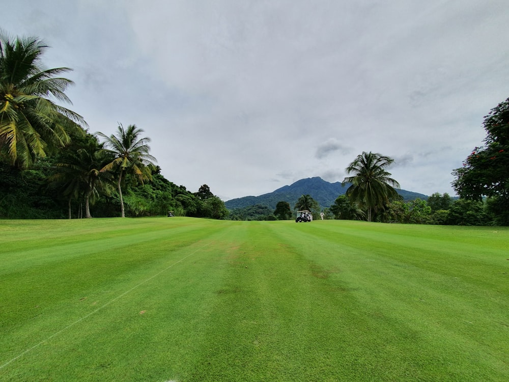 green grass field with trees under white sky during daytime