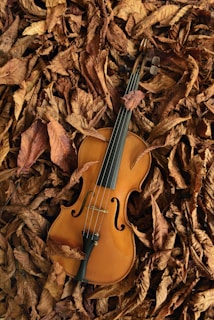 brown violin on brown dried leaves
