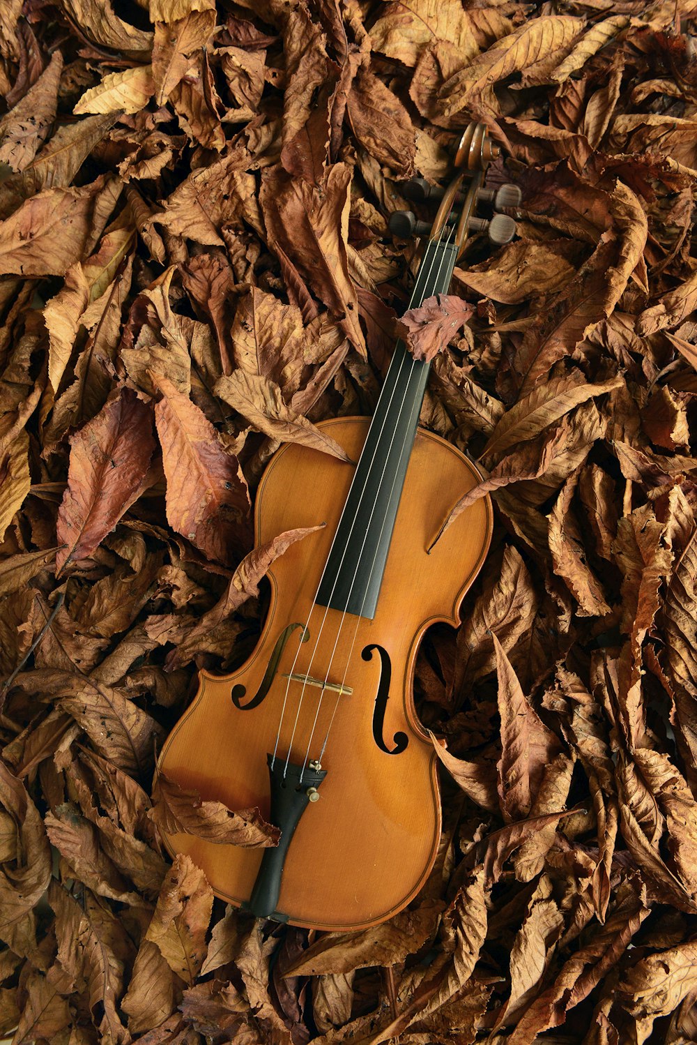 violín marrón sobre hojas secas marrones