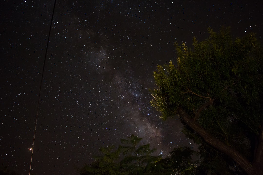 green trees under starry night