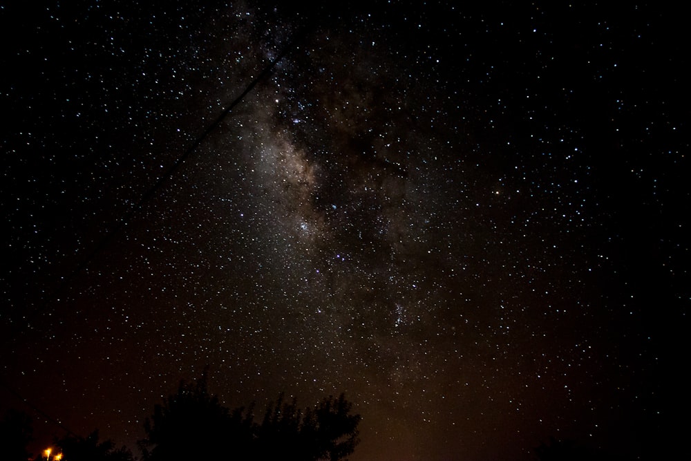 silhouette of trees under starry night