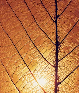 The intricate patterns of a leaf’s veins highlighted by gentle backlighting.