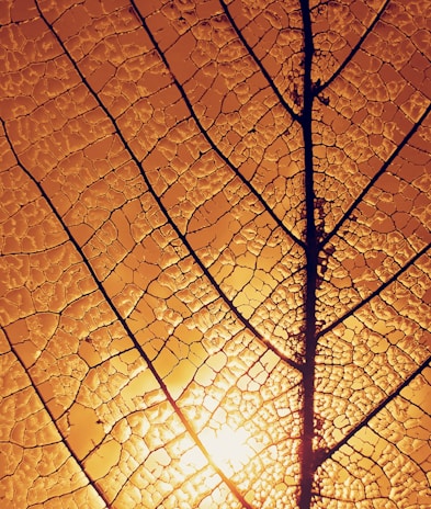 The intricate patterns of a leaf’s veins highlighted by gentle backlighting.