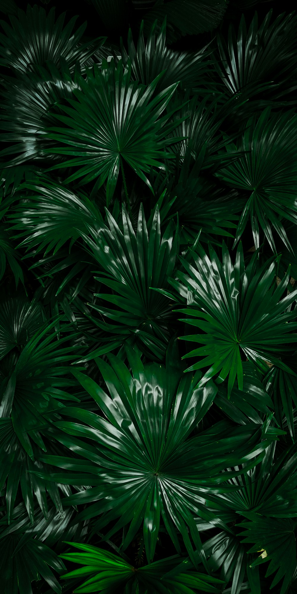 green palm plant during daytime