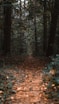 brown dried leaves on ground
