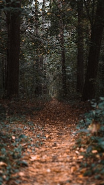 brown dried leaves on ground