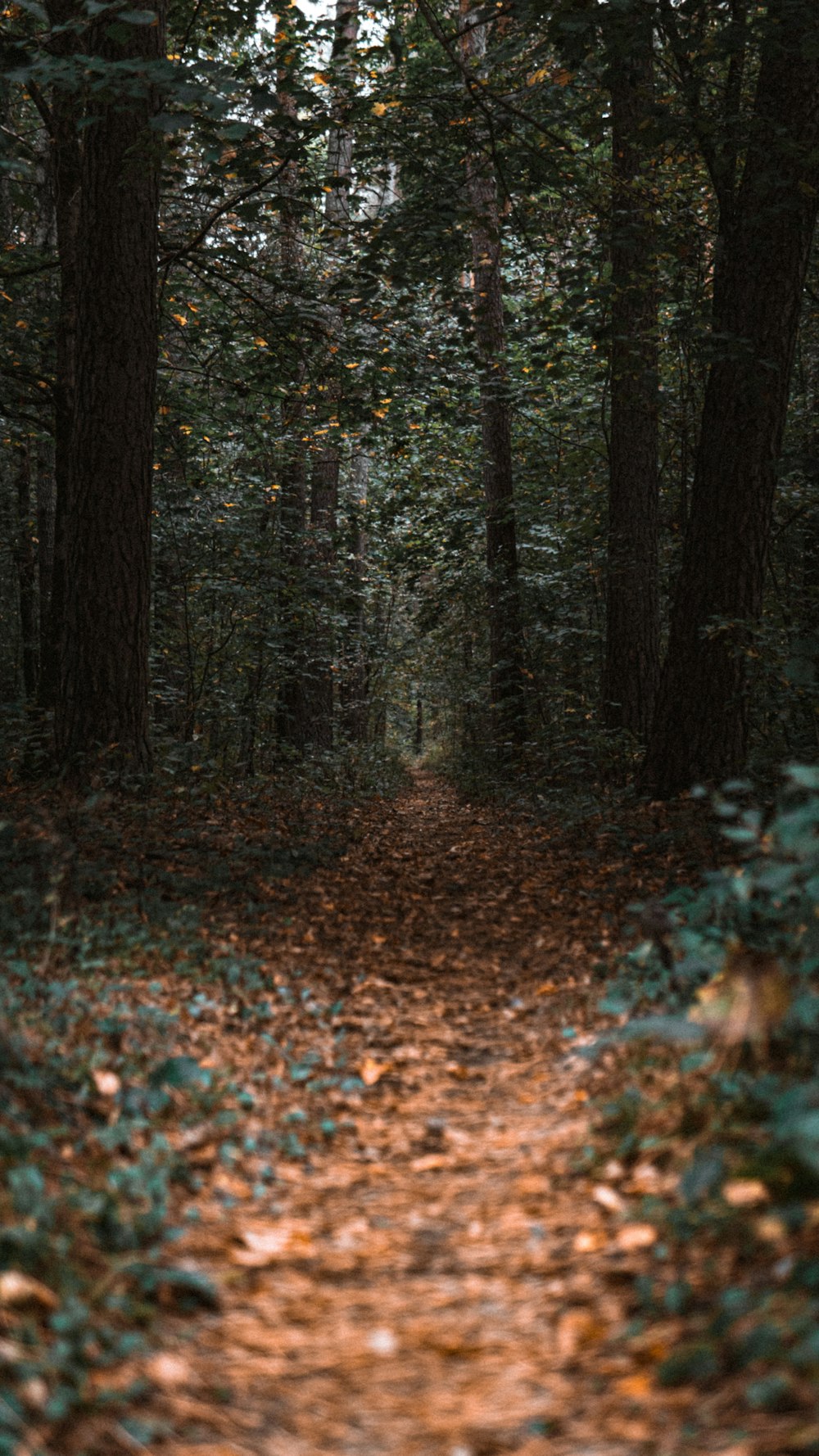 brown dried leaves on ground