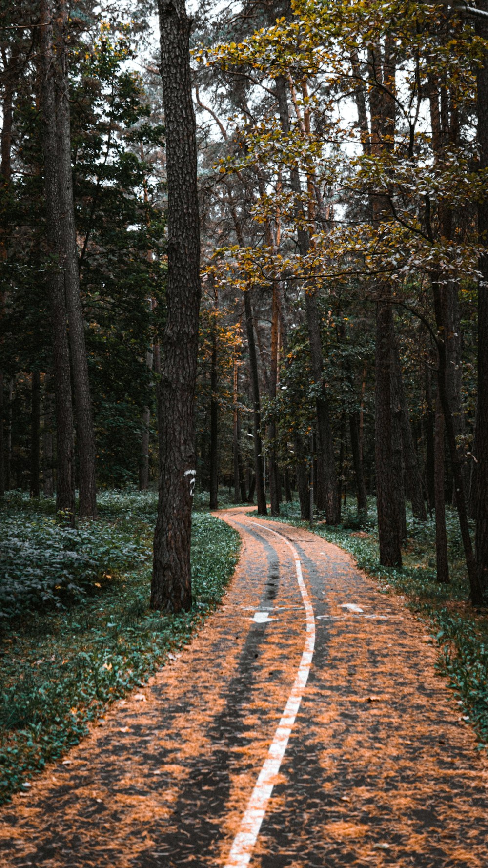 brown pathway between green trees during daytime