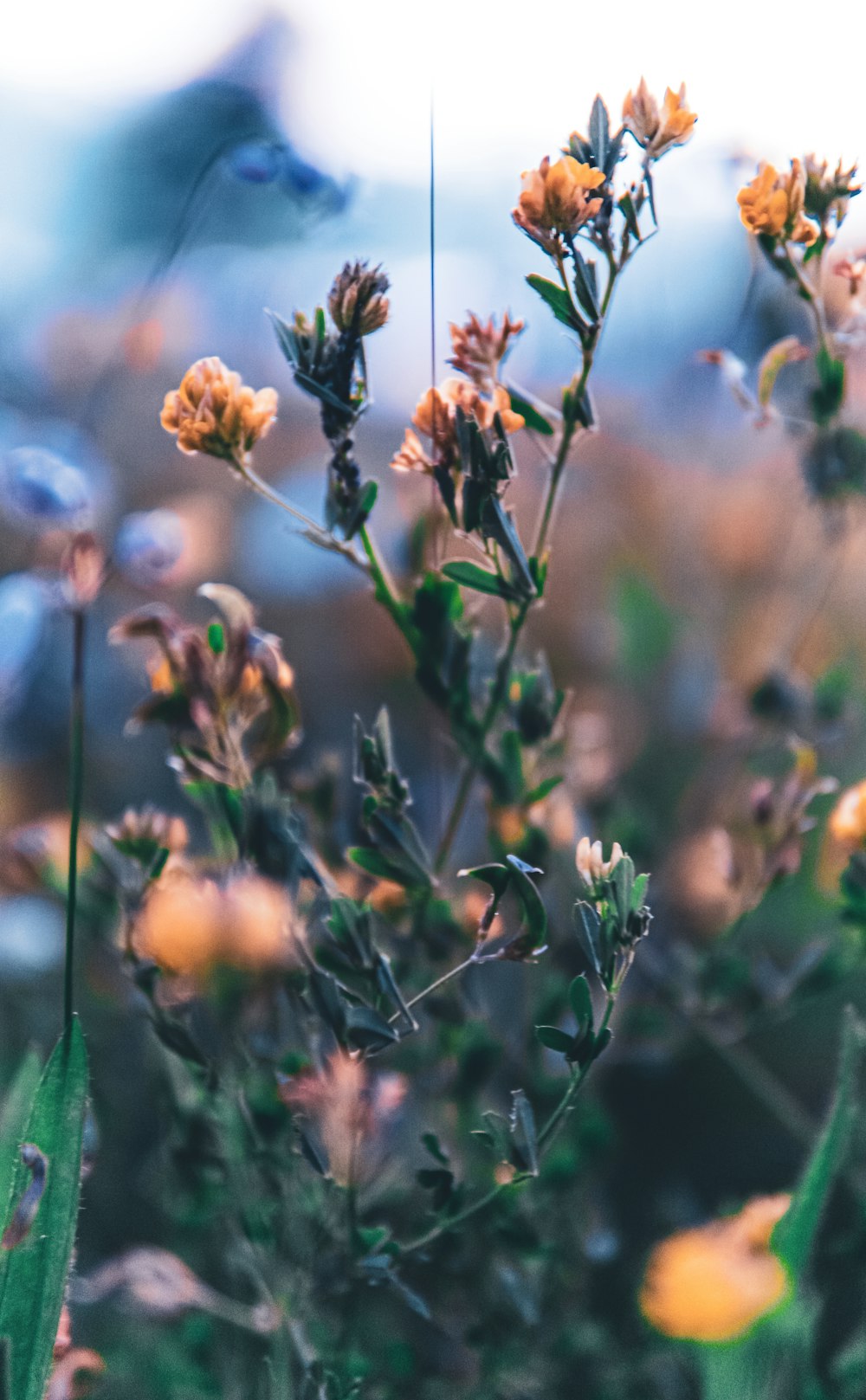 flores amarelas na lente de deslocamento de inclinação