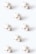 Cotton bolls are arranged in a symmetrical pattern on a light background. Each boll consists of fluffy white fibers and brown caps.