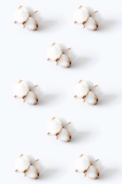 Cotton bolls are arranged in a symmetrical pattern on a light background. Each boll consists of fluffy white fibers and brown caps.