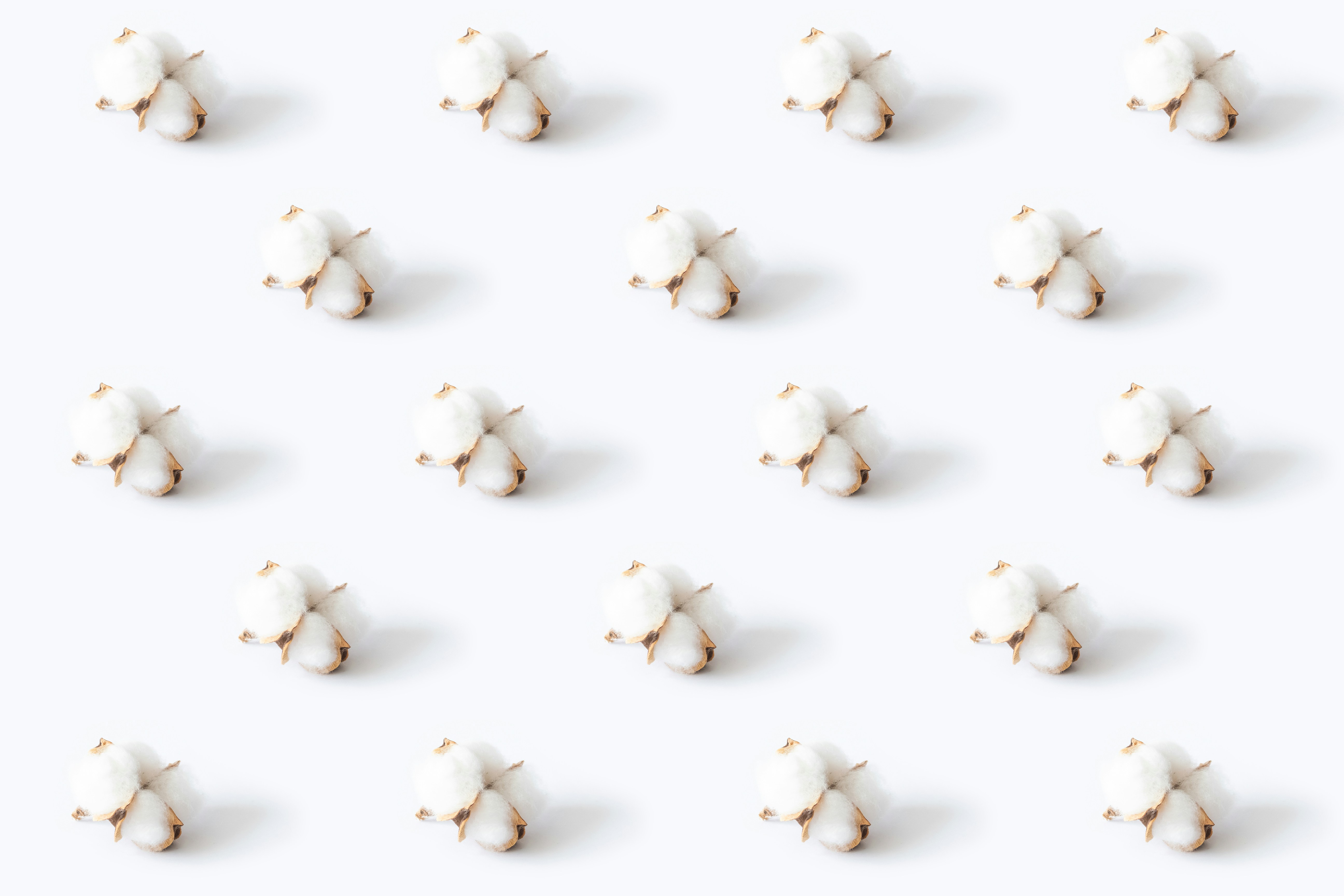 Cotton flower background