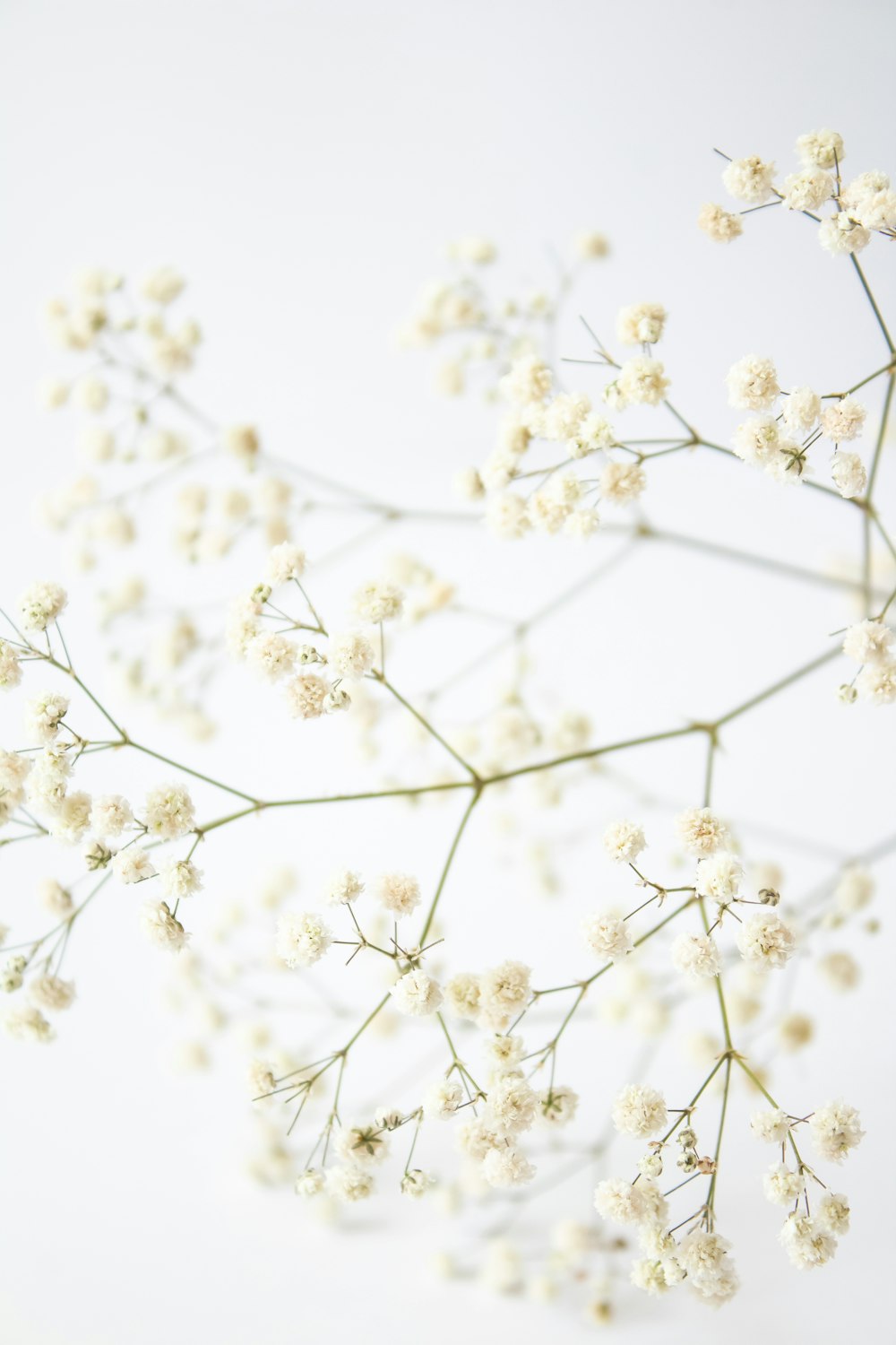 クローズアップ写真の白い桜