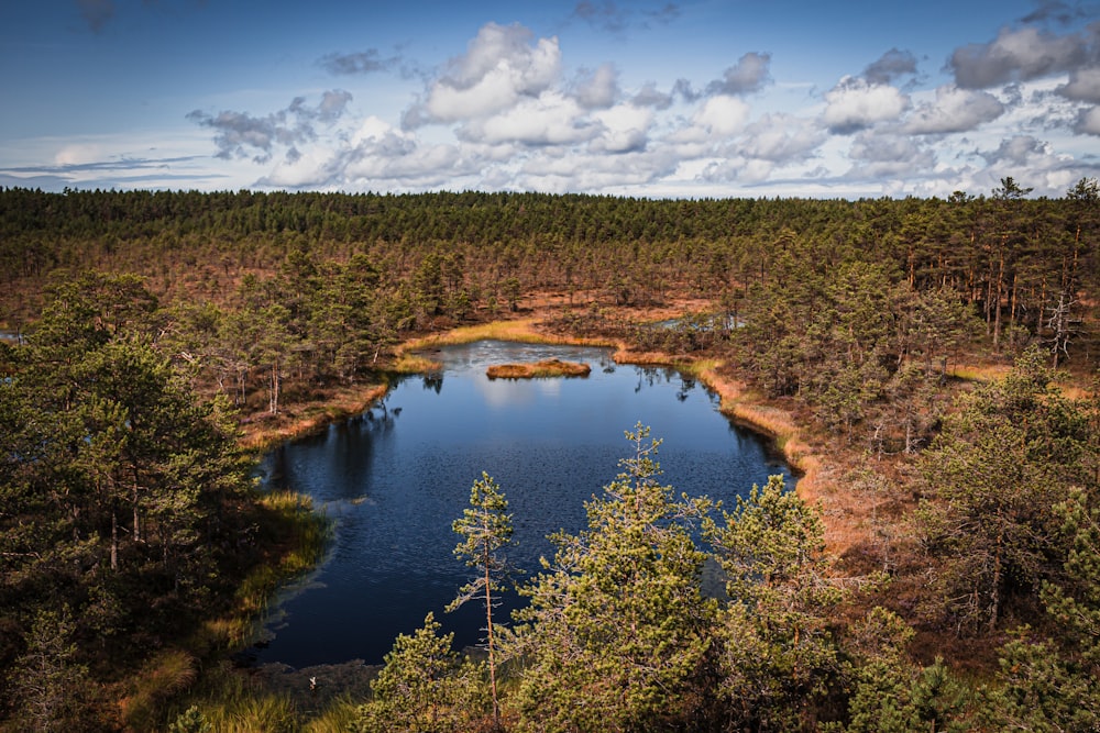 Árboles verdes cerca del lago bajo el cielo azul durante el día