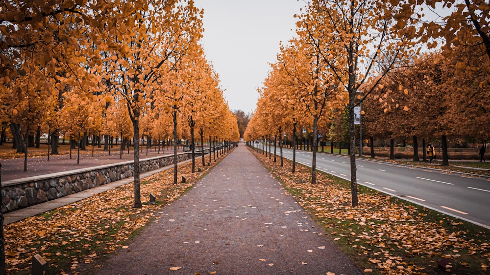 gray concrete pathway between brown trees during daytime