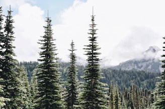 green pine trees on mountain under white clouds during daytime