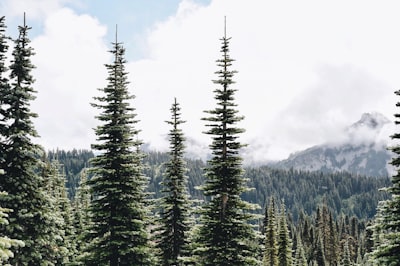 green pine trees on mountain under white clouds during daytime washington google meet background