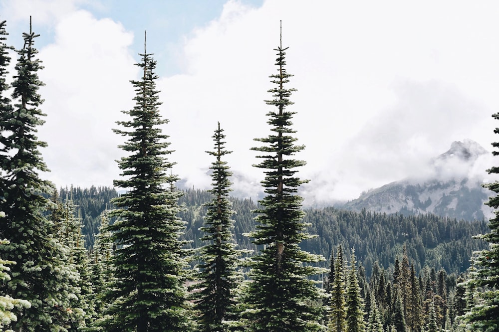 green pine trees on mountain under white clouds during daytime