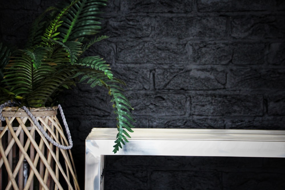 green fern plant on white wooden table