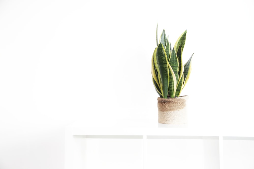 green plant on white ceramic pot