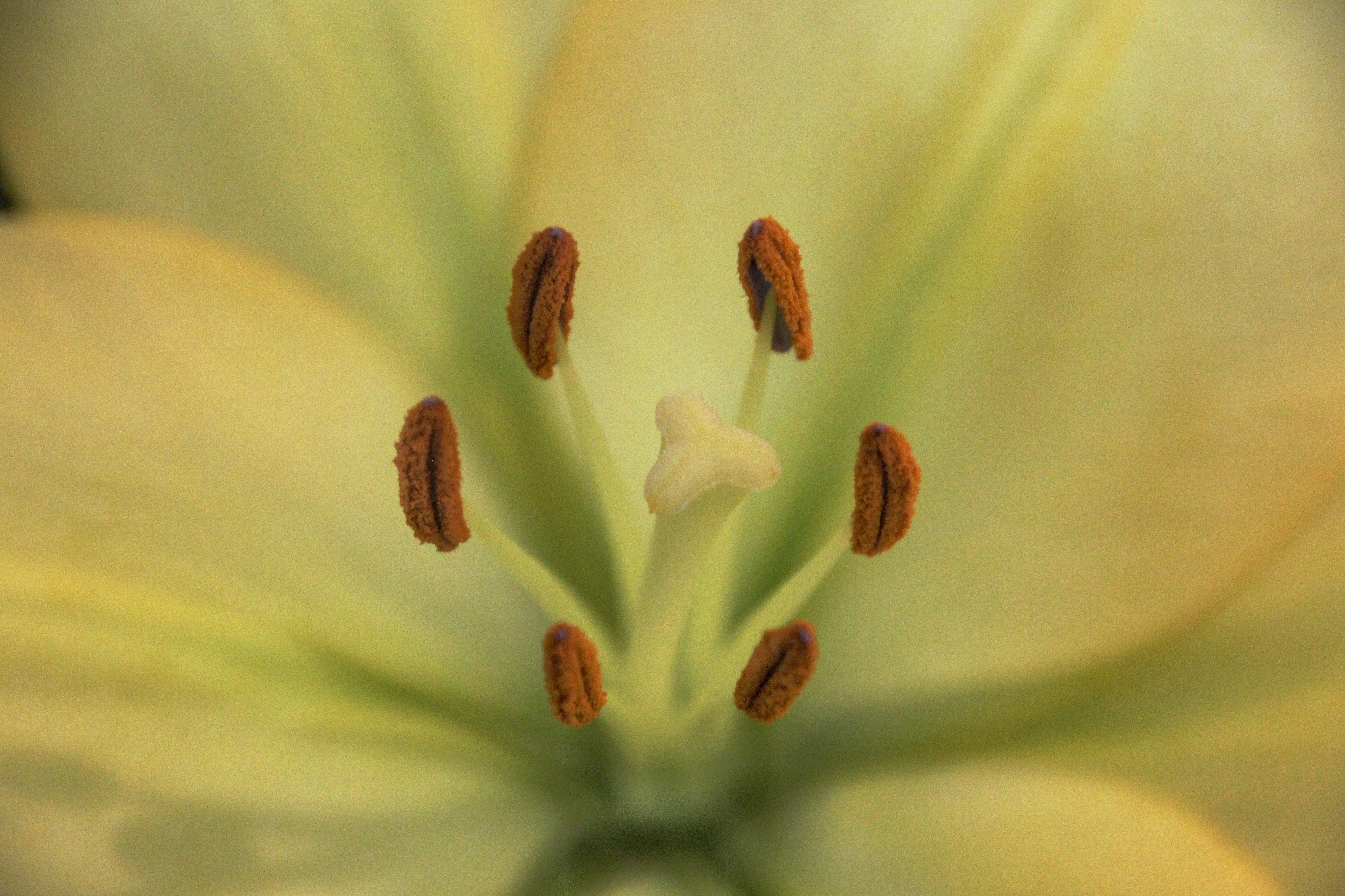 Flor blanca en la fotografía macro