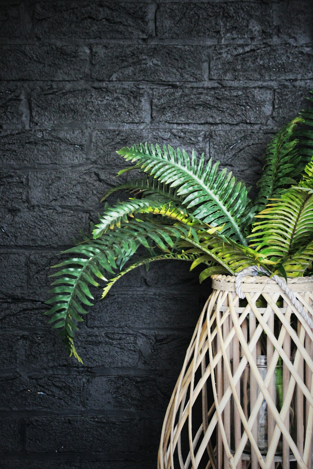 green plant on white woven basket