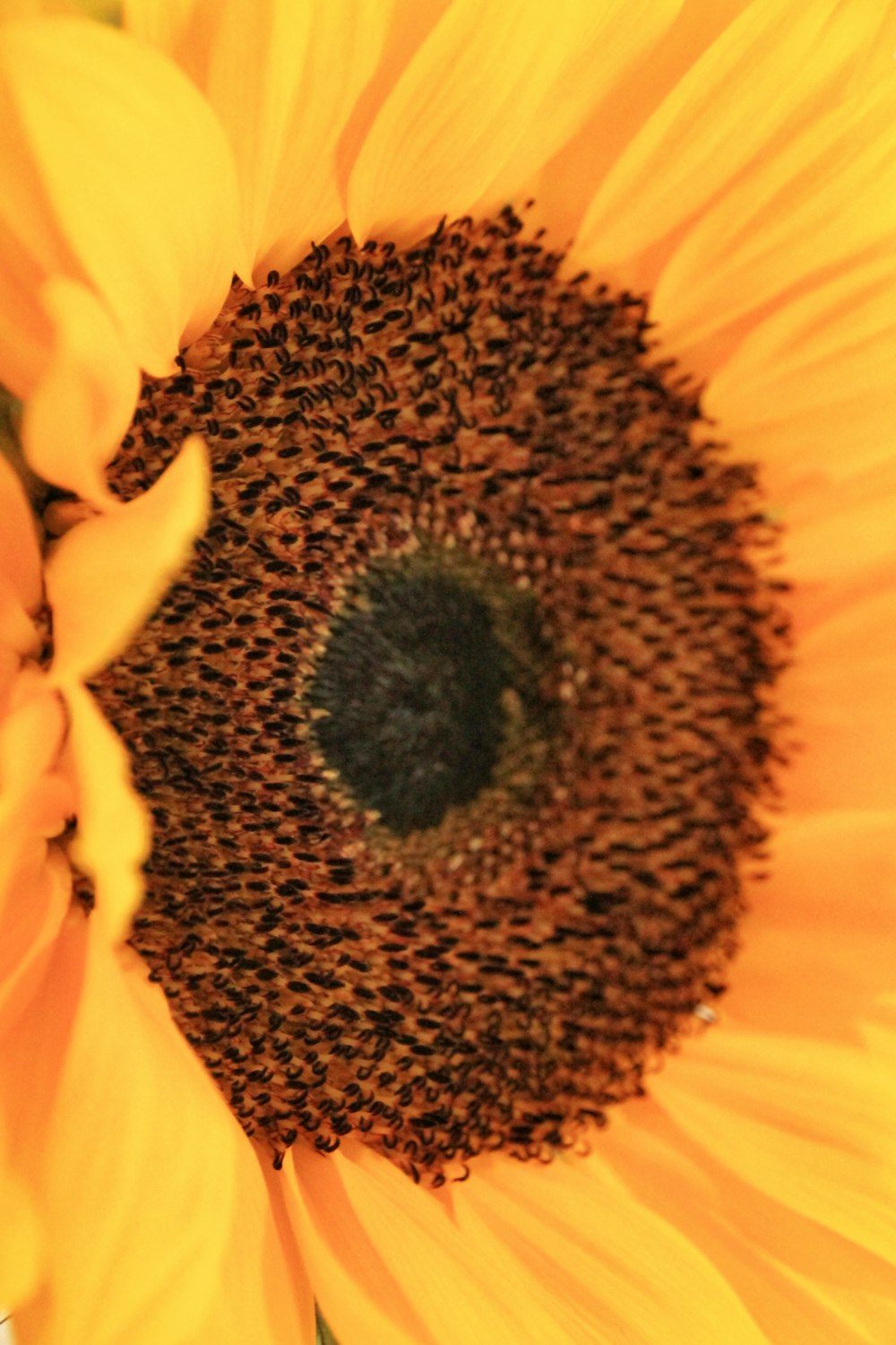 yellow flower in macro photography