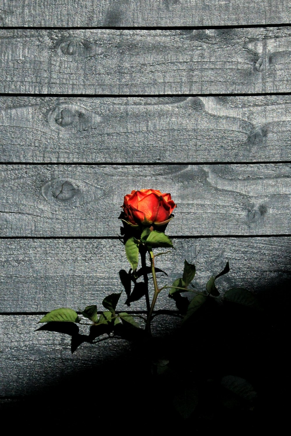 red rose in bloom on grey wooden fence