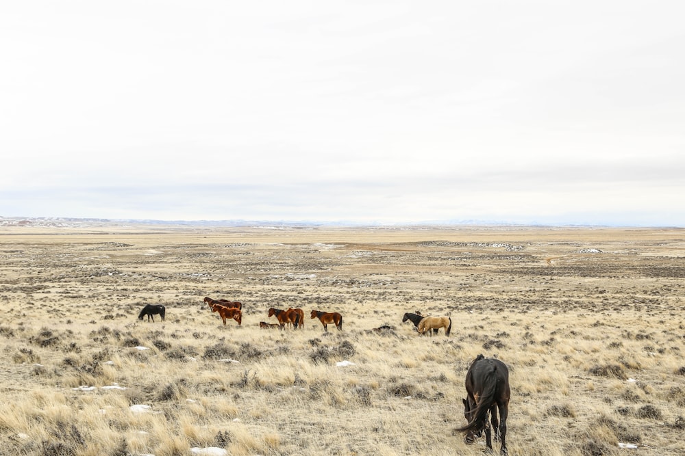 herd of horses on brown grass field during daytime