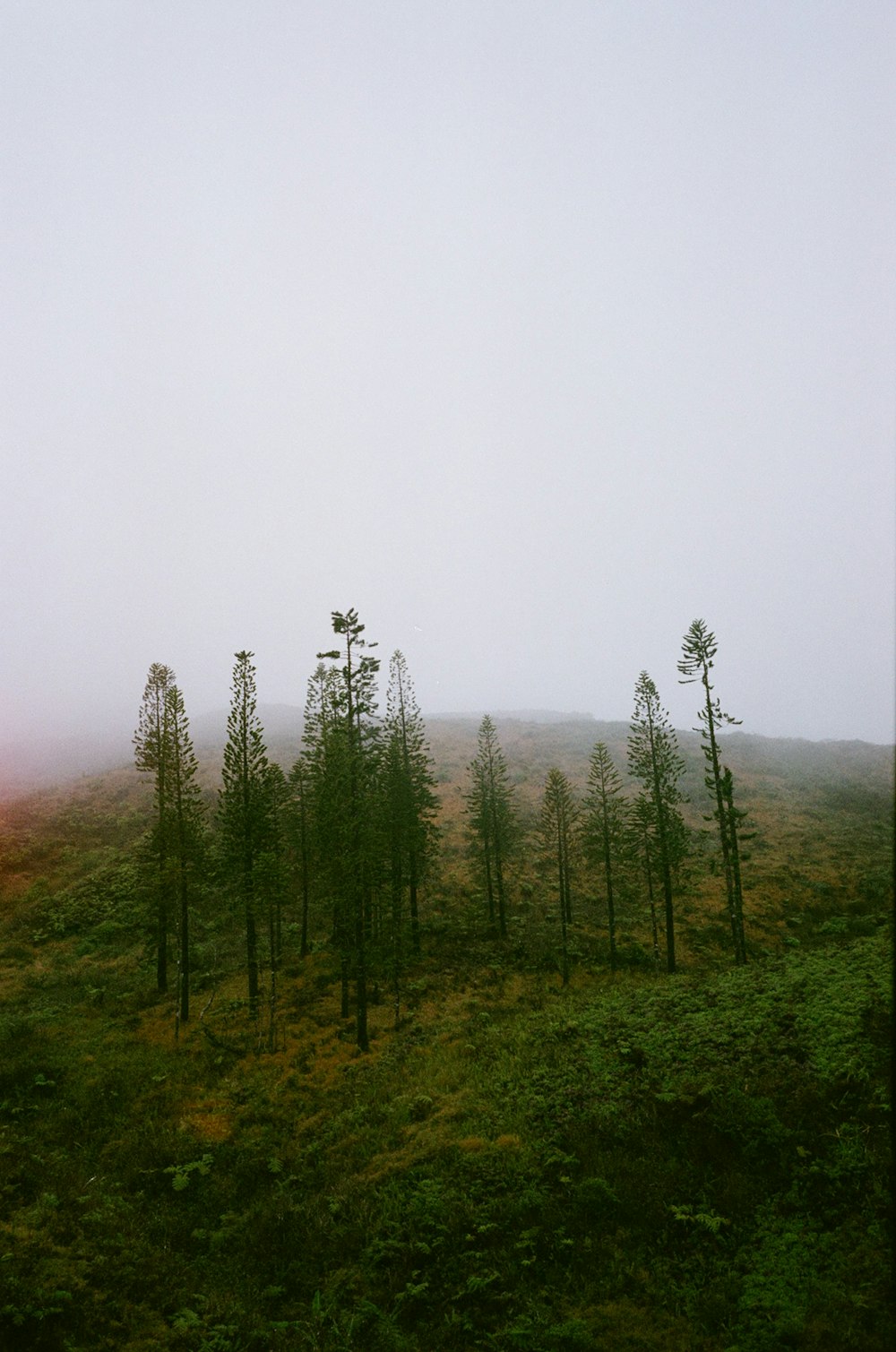 green grass field with fog