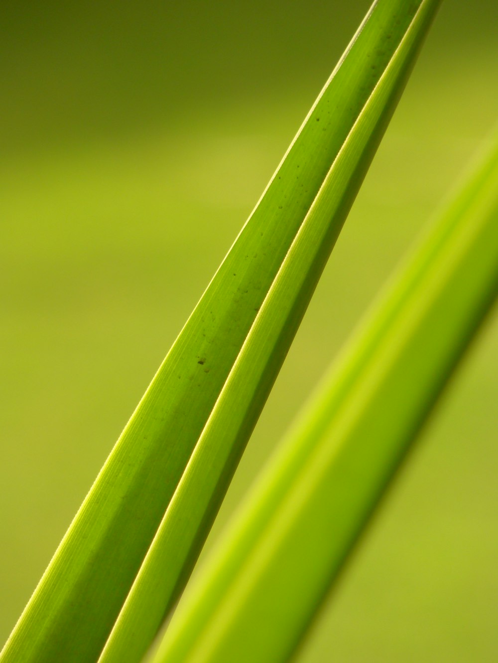 green plant in close up photography