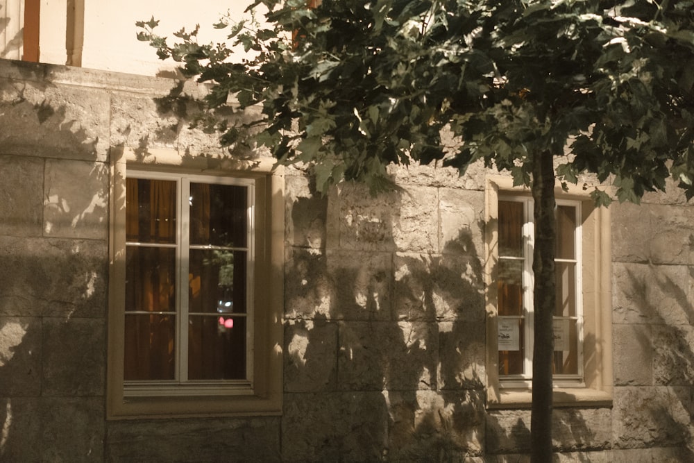 green tree beside white concrete building