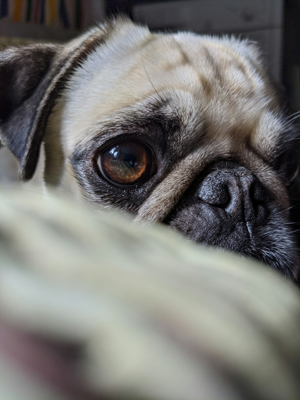 fawn pug on white textile