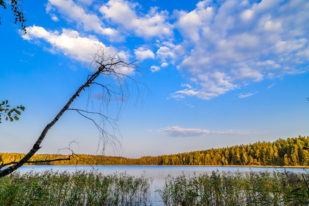 green trees beside lake under blue sky and white clouds during daytime