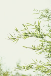 green leaves in white background