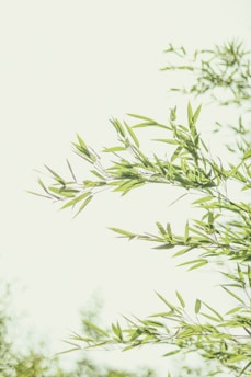 green leaves in white background