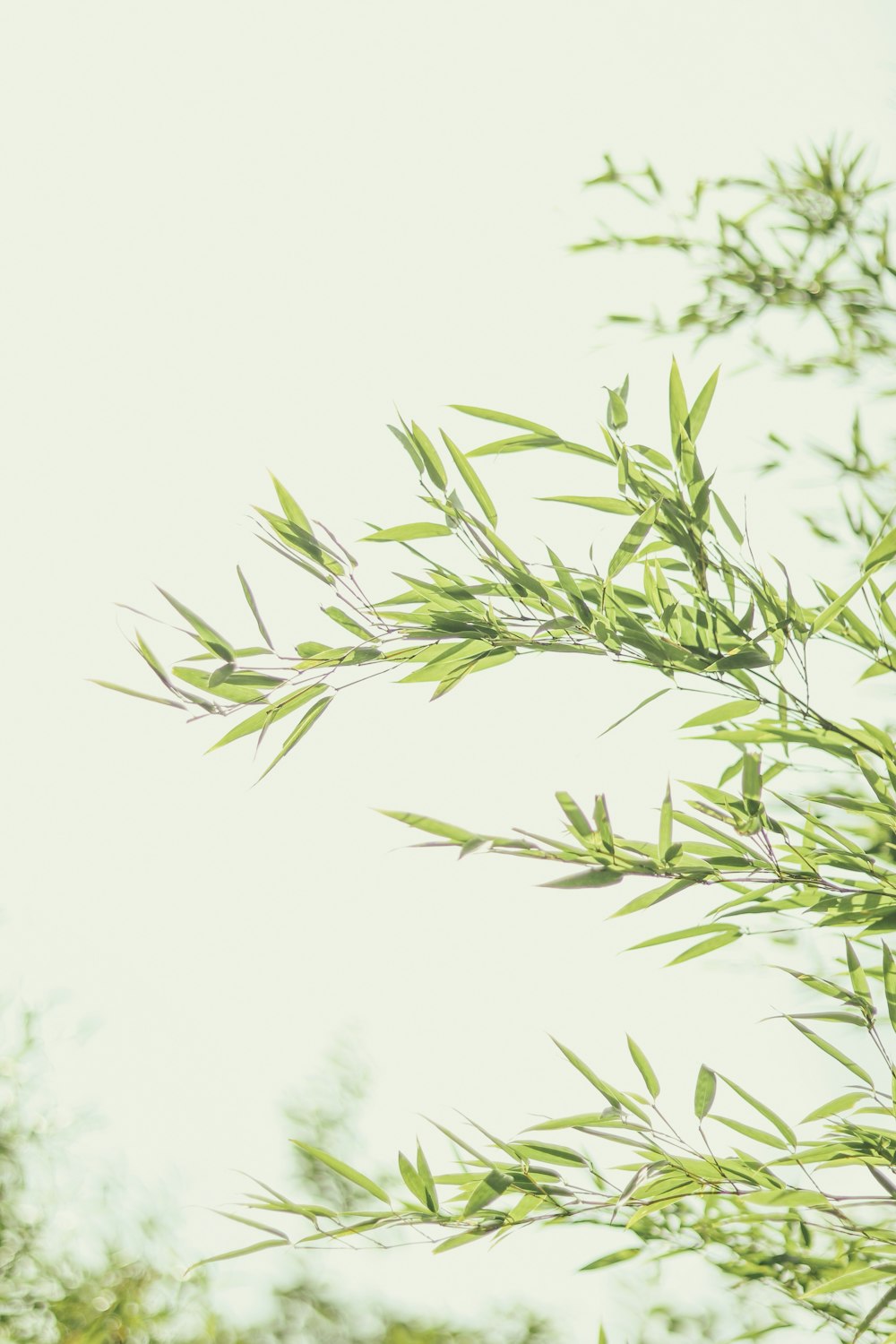 green leaves in white background