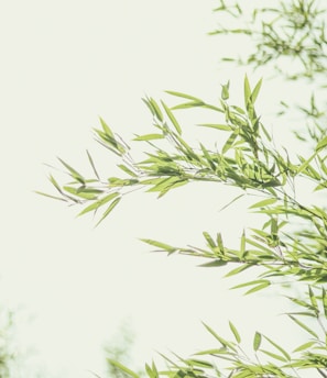 green leaves in white background