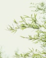 green leaves in white background