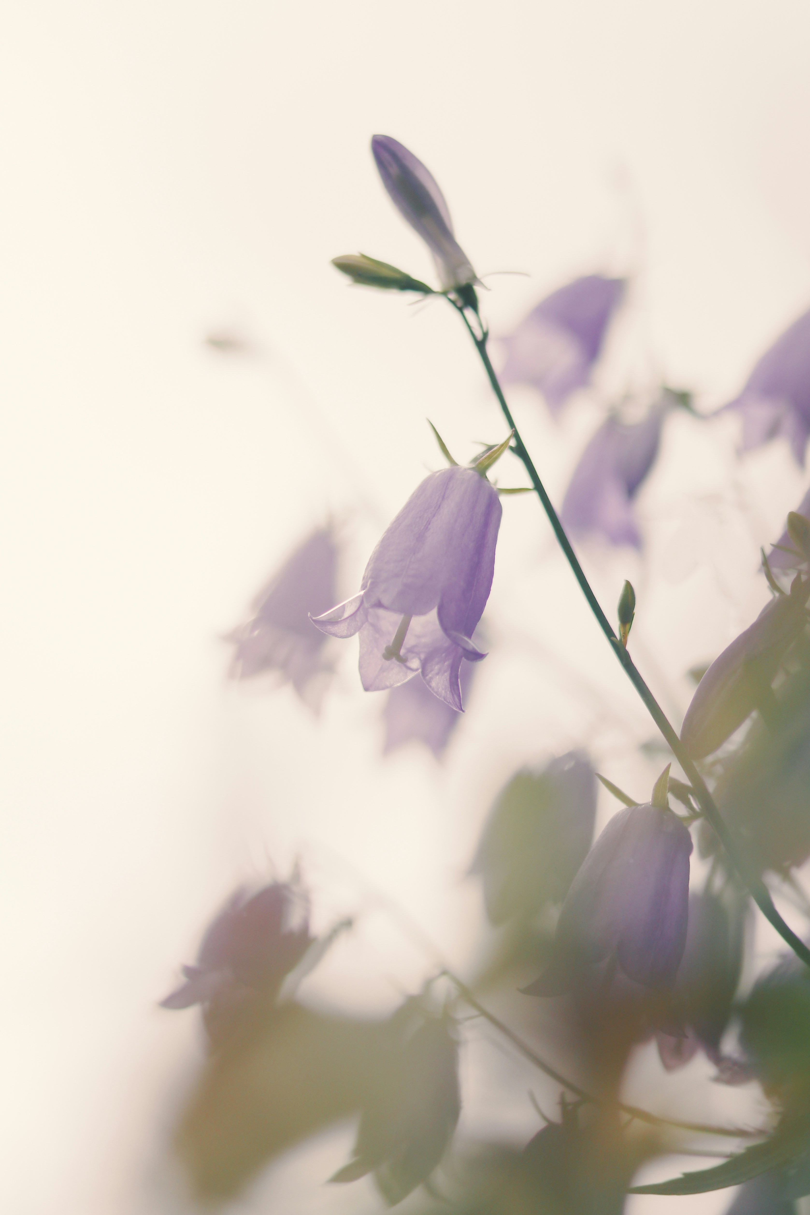 Photo by babybluecat