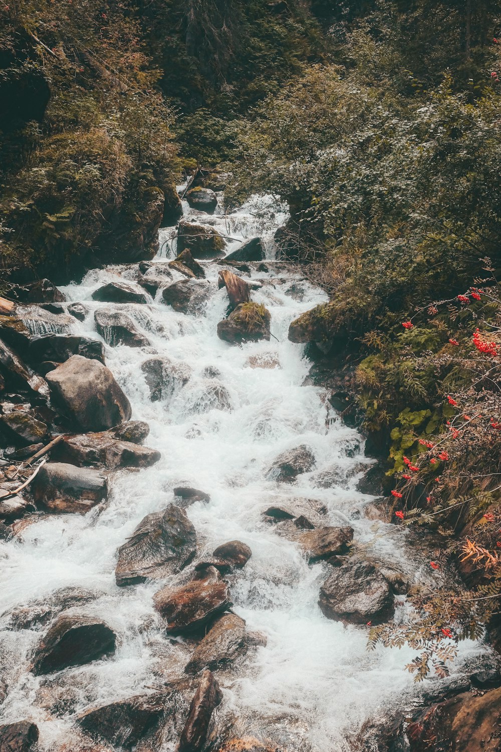 river in the middle of the forest