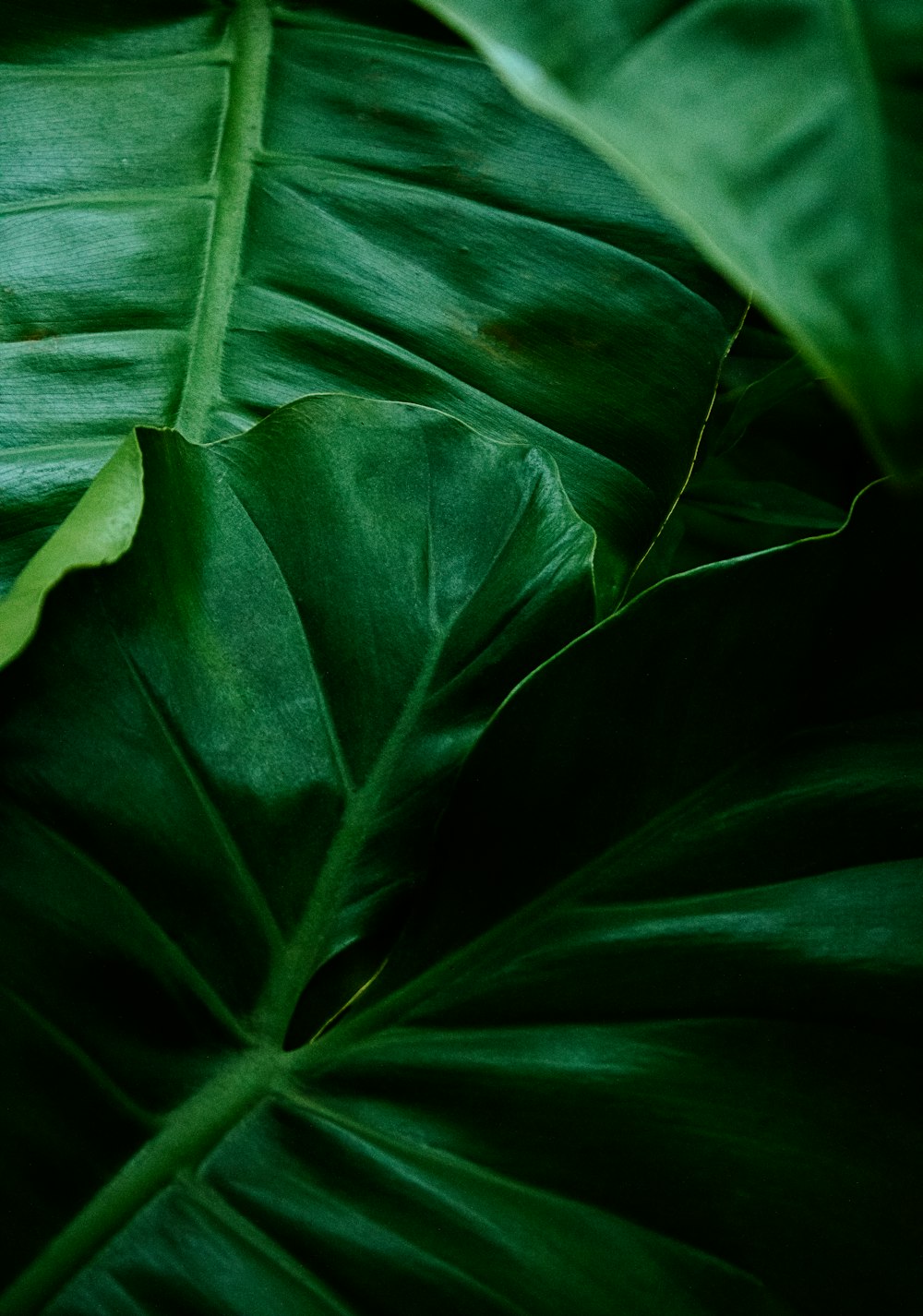 planta de hoja verde en fotografía de primer plano