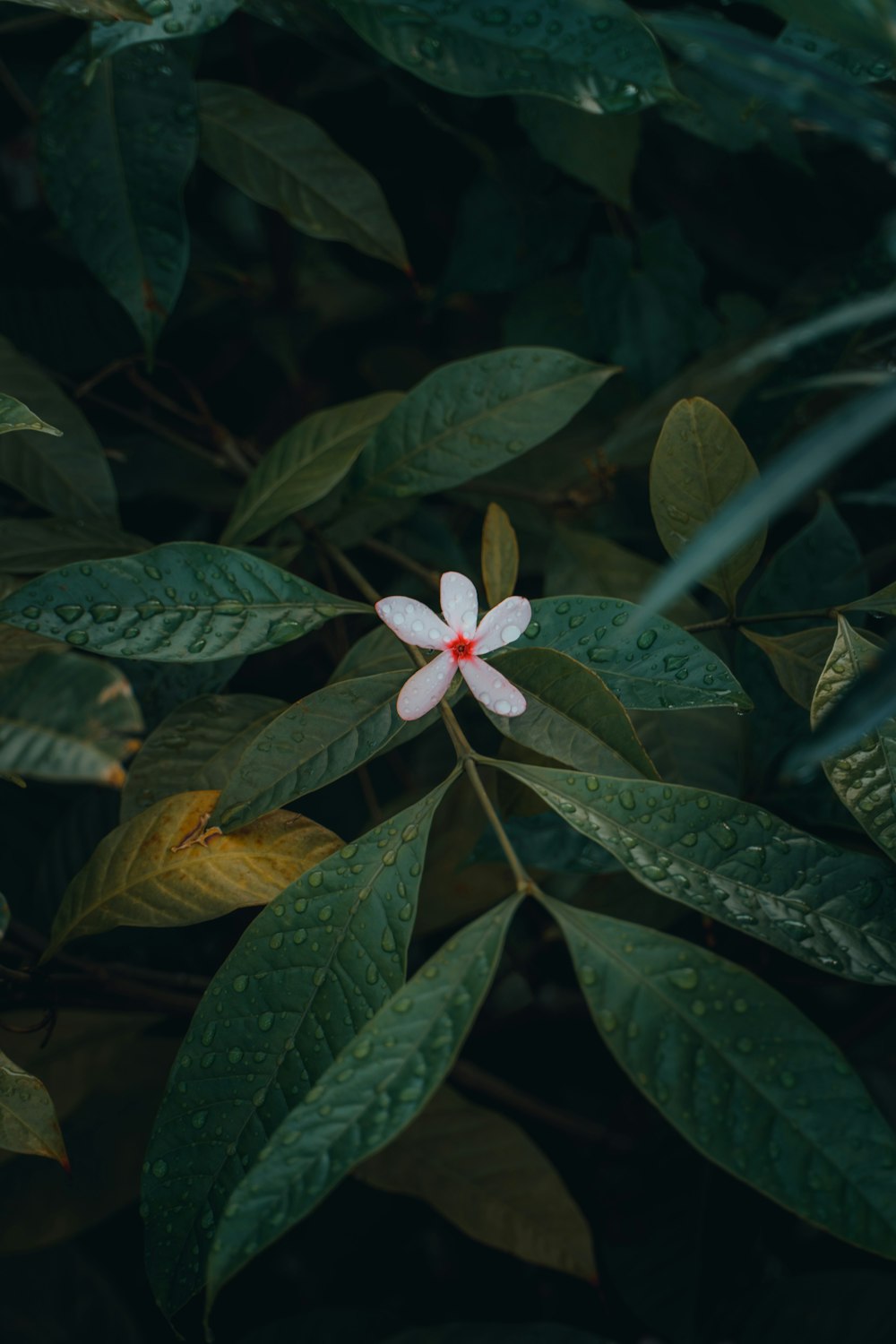 flor blanca con hojas verdes