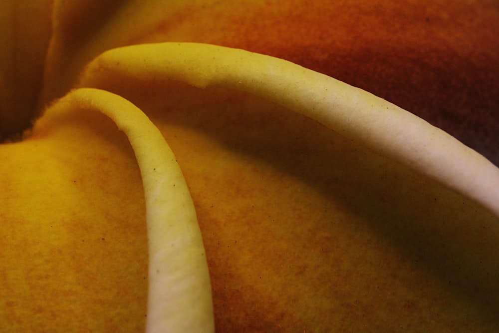 yellow and orange sliced fruit