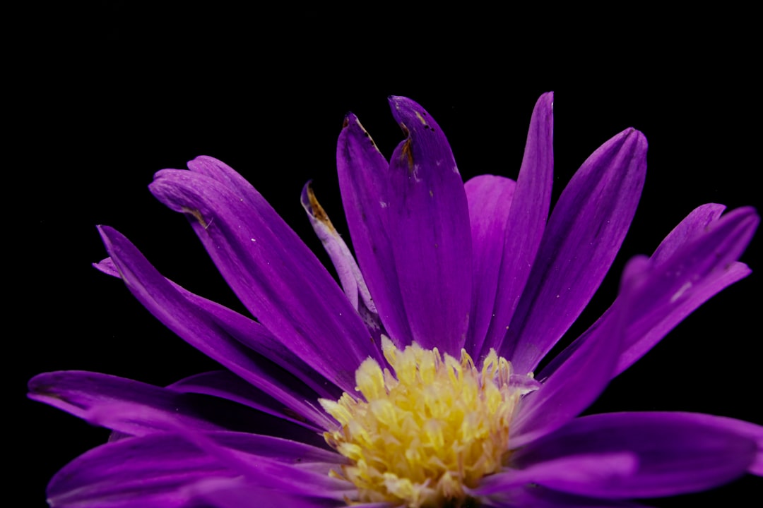 purple and yellow flower in black background