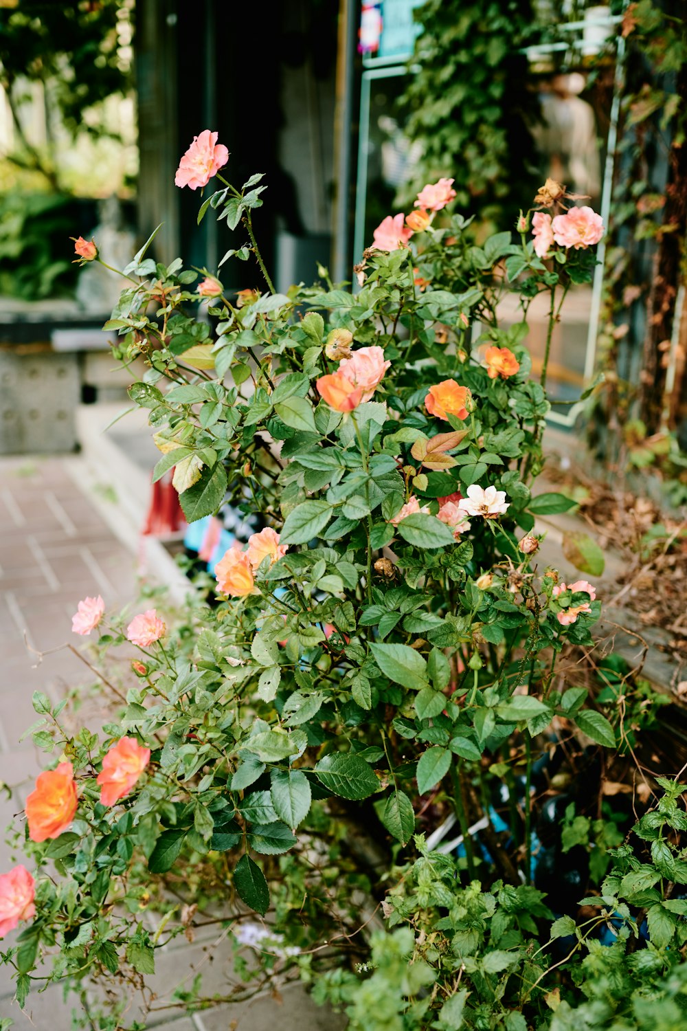 orange and white flowers with green leaves