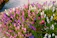 A vibrant garden bed freshly pruned with blooming flowers in Plovdiv.
