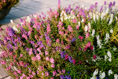 A vibrant flower bed designed with a mix of colorful blooms and lush greenery under morning sunlight.